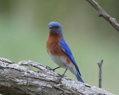 Bluebird (Male)