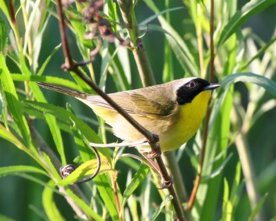 Yellowthroat Warbler