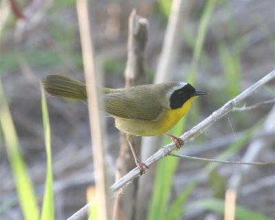 Yellowthroat Warbler