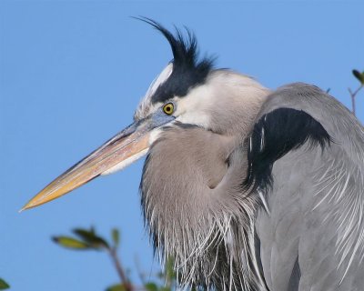 Great Blue Heron