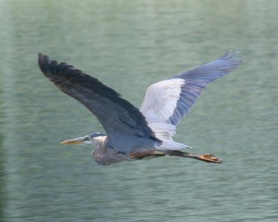 Great Blue Heron