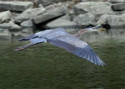 Great Blue Heron