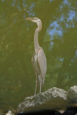 Great Blue Heron Reflections