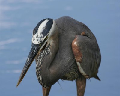 Great Blue Heron