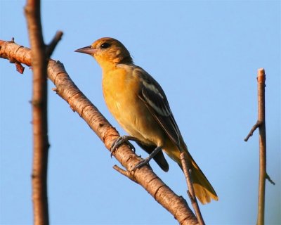 Baltimore Oriole