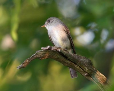 Eastern Phoebe