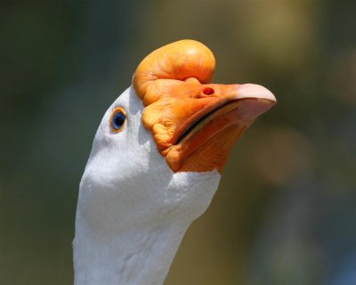 White  China Goose