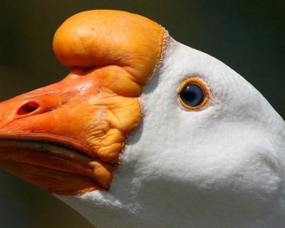 White  China Goose