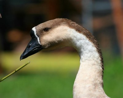 Brown  China Goose