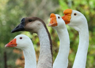 China Geese