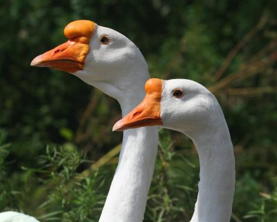 White  China Goose
