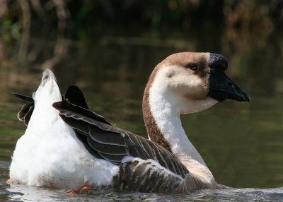 Brown China Goose