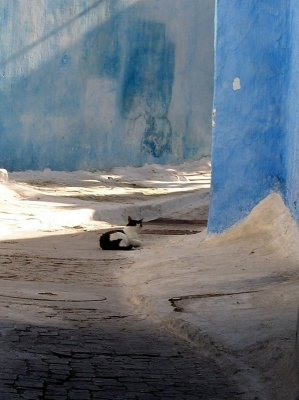 029 Rabat - Kitty, Oudaya.JPG