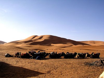 027 Erg Chebbi Dunes with camels.JPG
