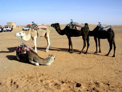 028 Erg Chebbi - Our waiting camels.JPG