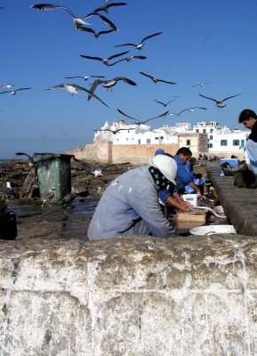 007 Essaouira  - Fish cleaners.JPG