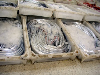 010 Essaouira  - iced eels.JPG
