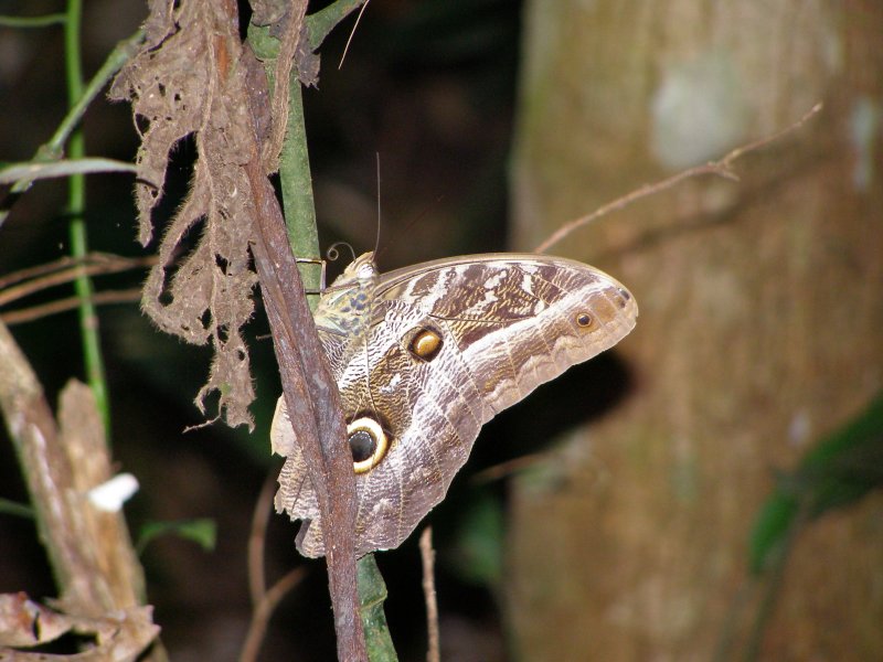 Owl moth