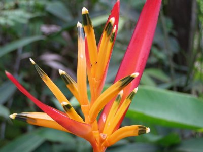 flower