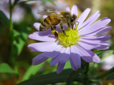 bee on aster.