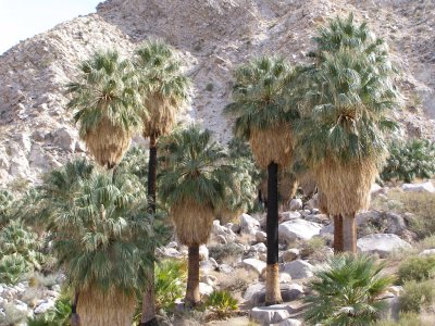 29 Palms Oasis