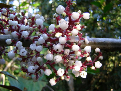 Urticaceae, Urera spp.