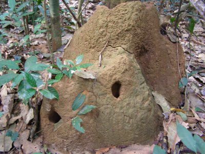 Nest of Bala ants- azula