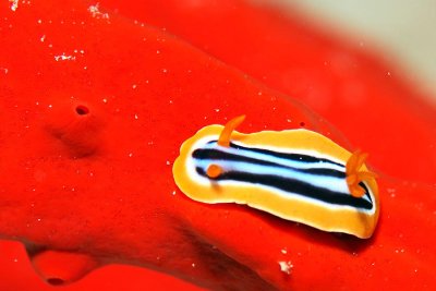 Red Sea Invertebra
