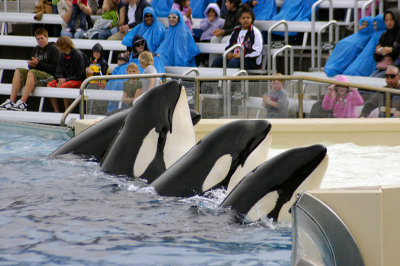 Sea World 166