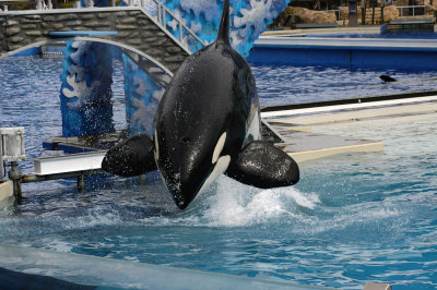 Sea World 174