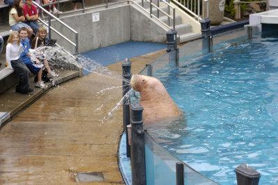Sea World 241