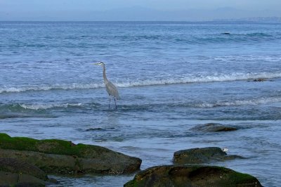La Jolla Shores