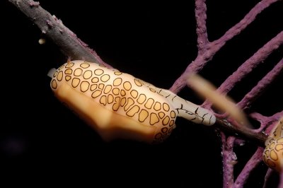 Flamingo Tongue