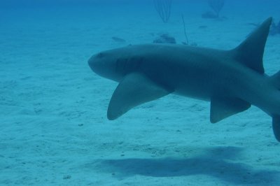 Nurse Shark