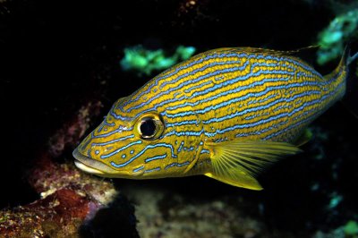 Bluestriped Grunt