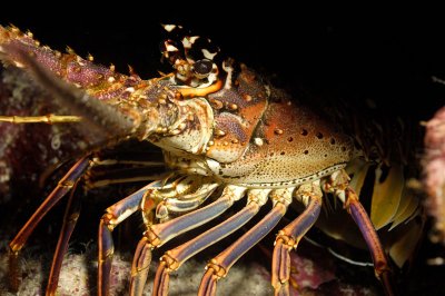 Lobster