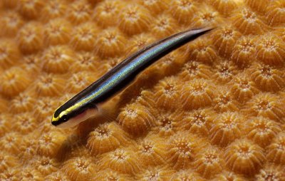 Sharknose Goby