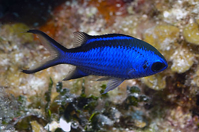 Blue Chromis