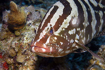 Nassau Grouper