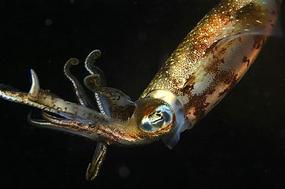 Reef Squid