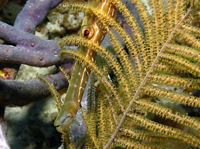 Trumpetfish