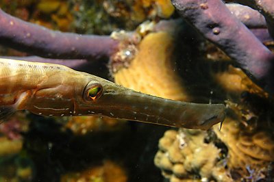 Trumpetfish