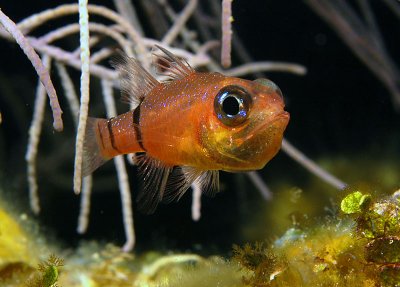 Belted Cardinalfish