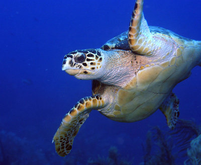 Turtle
