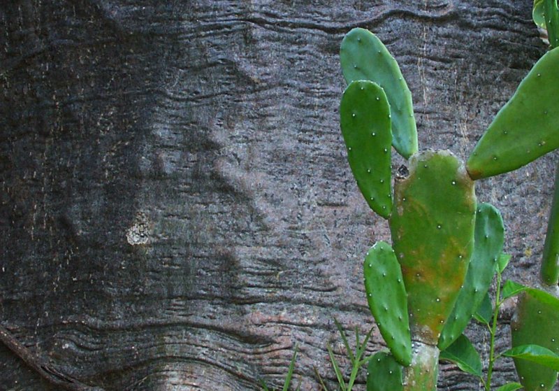La peau du baobab.