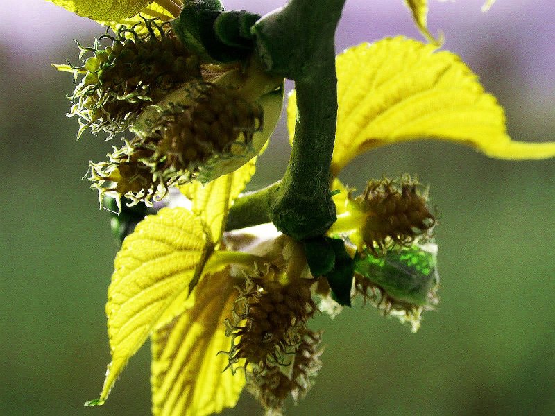 Bourgeons.