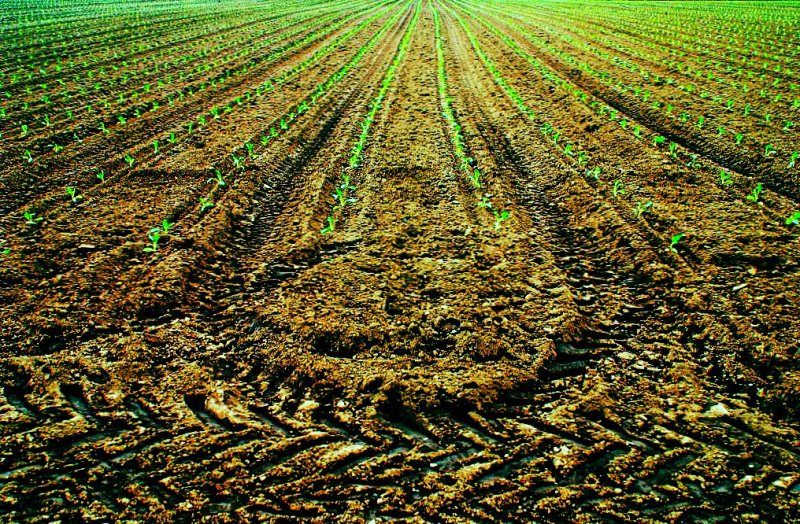 Agriculture chevronne.