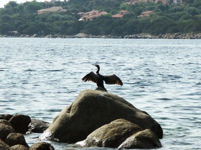 Le cormoran.