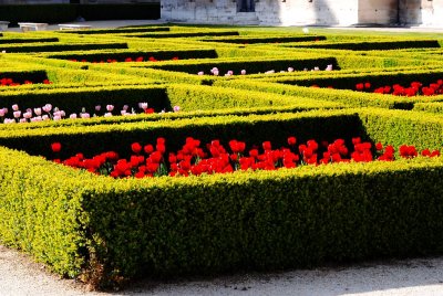 Les Tulipes du Louvre.