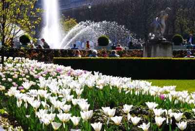 Les tulipes du Palais Royal